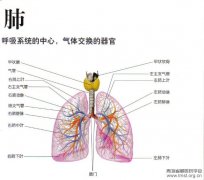 慢性支气管炎的医学护理