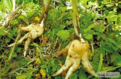 药材稀缺专家呼吁发挥藏医四大治疗方式